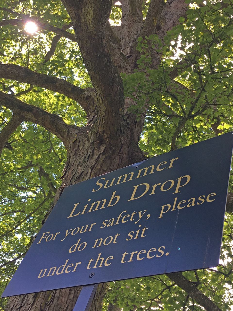 Sudden Limb Drop Sign | Summer Branch Drop