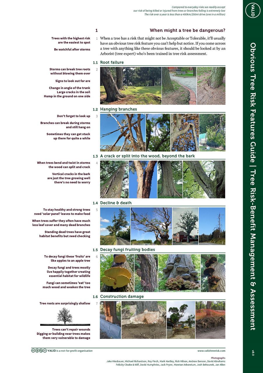 Tree Risk Management & Assessment | Obvious Tree Risk Features